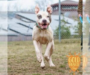 American Pit Bull Terrier-Unknown Mix Dogs for adoption in Ann Arbor, MI, USA