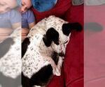 Small #6 Basset Hound Mix