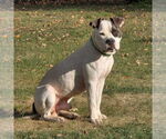 Small #7 American Pit Bull Terrier Mix