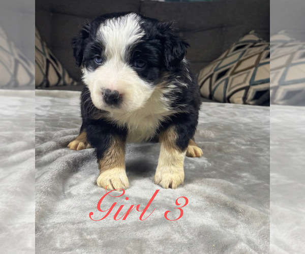 Medium Photo #76 Australian Shepherd Puppy For Sale in SALISBURY, NC, USA