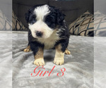 Small Photo #76 Australian Shepherd Puppy For Sale in SALISBURY, NC, USA