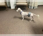 Small #16 Bichon Frise Mix