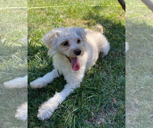 Poodle (Miniature)-Unknown Mix Dogs for adoption in Davis, CA, USA