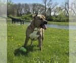 Small #4 Staffordshire Bull Terrier Mix