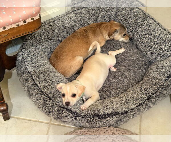 Medium Photo #4 Daug Puppy For Sale in Escondido, CA, USA