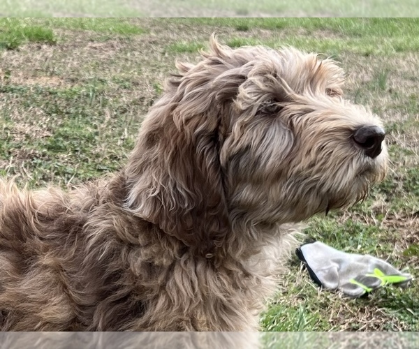 Medium Photo #9 Labradoodle Puppy For Sale in LEXINGTON, GA, USA