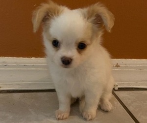 Chihuahua Puppy for sale in OVIEDO, FL, USA