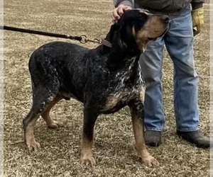 Father of the Bernedoodle-Bluetick Coonhound Mix puppies born on 06/12/2025