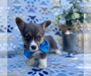 Pembroke Welsh Corgi Puppy for sale in LANCASTER, PA, USA