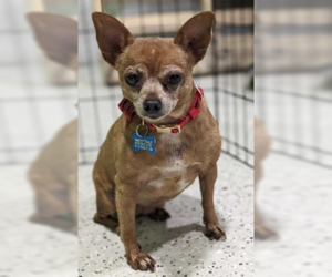 Chihuahua-Unknown Mix Dogs for adoption in Maple Grove, MN, USA