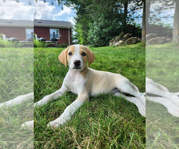 Medium Photo #2 Mutt Puppy For Sale in Springdale, PA, USA