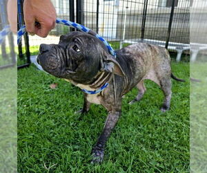 Mutt Dogs for adoption in Long Beach, CA, USA