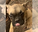 Small Photo #9 French Bulldog Puppy For Sale in DURANTS NECK, NC, USA
