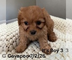 Small #5 Cavapoo (Miniature)