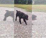 Small Photo #1 Boykin Spaniel Puppy For Sale in LA CROSSE, VA, USA