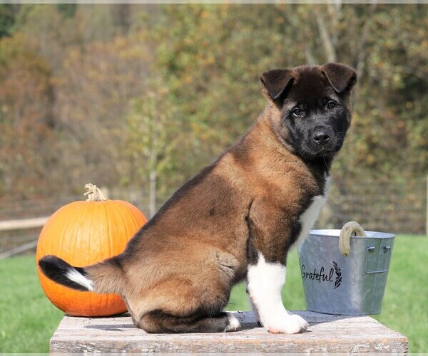 Medium Photo #1 Akita Puppy For Sale in FREDERICKSBG, OH, USA