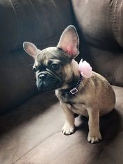 French Bulldog Puppy for sale in LOVEVILLE, MD, USA