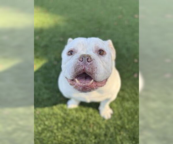 Medium Photo #1 American Bulldog Puppy For Sale in Salinas, CA, USA