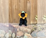 Small Photo #48 Goldendoodle (Miniature) Puppy For Sale in HALTOM CITY, TX, USA