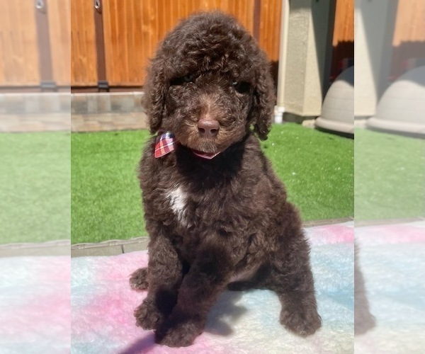 Medium Photo #4 Poodle (Standard) Puppy For Sale in GILROY, CA, USA
