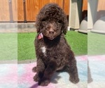 Small Photo #4 Poodle (Standard) Puppy For Sale in GILROY, CA, USA