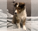 Small Photo #2 Shetland Sheepdog Puppy For Sale in TOWSON, MD, USA