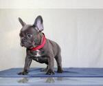 Small #3 French Bulldog
