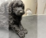 Small Photo #9 Aussiedoodle Puppy For Sale in INDIANAPOLIS, IN, USA