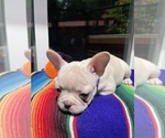 Small #5 Faux Frenchbo Bulldog
