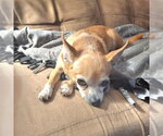 Small #2 Chihuahua Mix