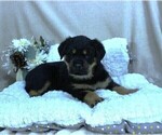 Small Photo #12 Rottweiler Puppy For Sale in HEMINGWAY, SC, USA
