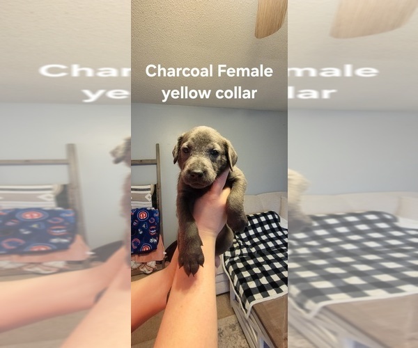 Medium Photo #7 Labrador Retriever Puppy For Sale in CHATHAM, IL, USA