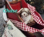 Small #2 Havanese