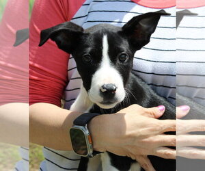 Mutt Dogs for adoption in Prattville, AL, USA