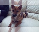 Small Photo #1 Shiba Inu Puppy For Sale in LAKE WALES, FL, USA