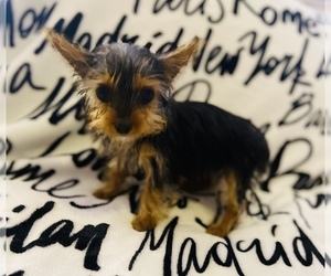 Yorkshire Terrier Puppy for sale in LOWELL, MA, USA