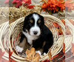 Small Photo #9 Bordernese Puppy For Sale in LATROBE, PA, USA