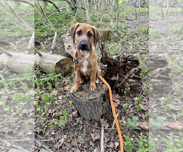 Medium Photo #3 Coonhound-Labrador Retriever Mix Puppy For Sale in Springdale, PA, USA