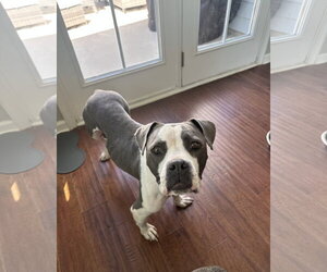 Trixie - Candy litter Mom - Female American Staffordshire Terrier-Bull Terrier Mix Dog for Adoption - Photo #2