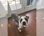 Small Photo #2 American Staffordshire Terrier-Bull Terrier Mix Puppy For Sale in Holly Springs, NC, USA