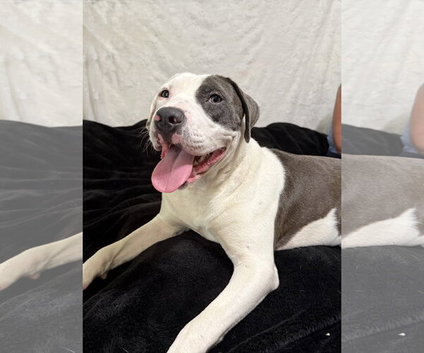 Medium Photo #1 Mutt Puppy For Sale in Rockaway, NJ, USA