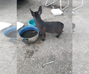 American Pit Bull Terrier-Unknown Mix Puppy for sale in JACKSONVILLE, FL, USA