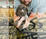 Puppy Puppy Male 3 German Shorthaired Pointer