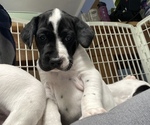 Small Photo #3 English Setter-German Shorthaired Pointer Mix Puppy For Sale in AMESBURY, MA, USA