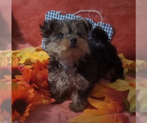 Medium Photo #10 Yorkshire Terrier Puppy For Sale in AKRON, OH, USA