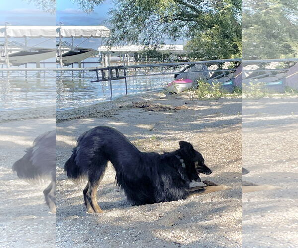 Medium Photo #3 Australian Shepherd-Unknown Mix Puppy For Sale in Estherville, IA, USA