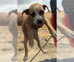 Small American Pit Bull Terrier