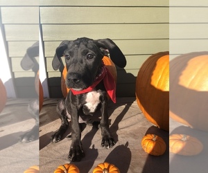 Great Dane Puppy for sale in W WINDSOR, NY, USA