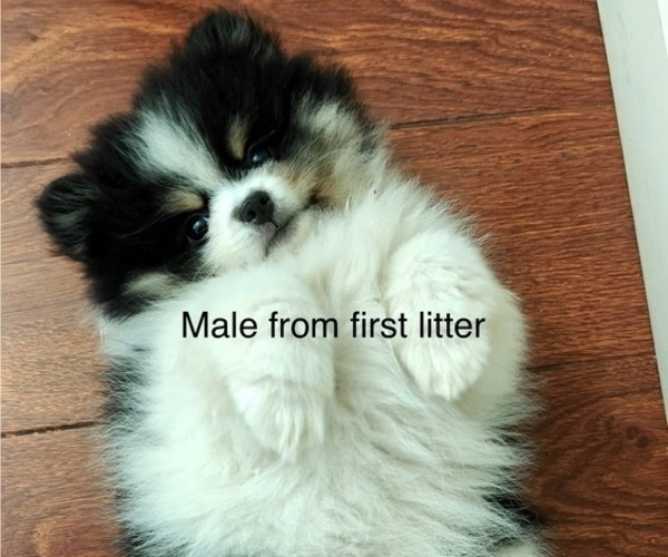 Medium Photo #35 Pomeranian Puppy For Sale in SAN JOSE, CA, USA