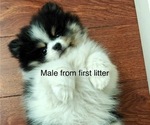 Small #2 Pomeranian